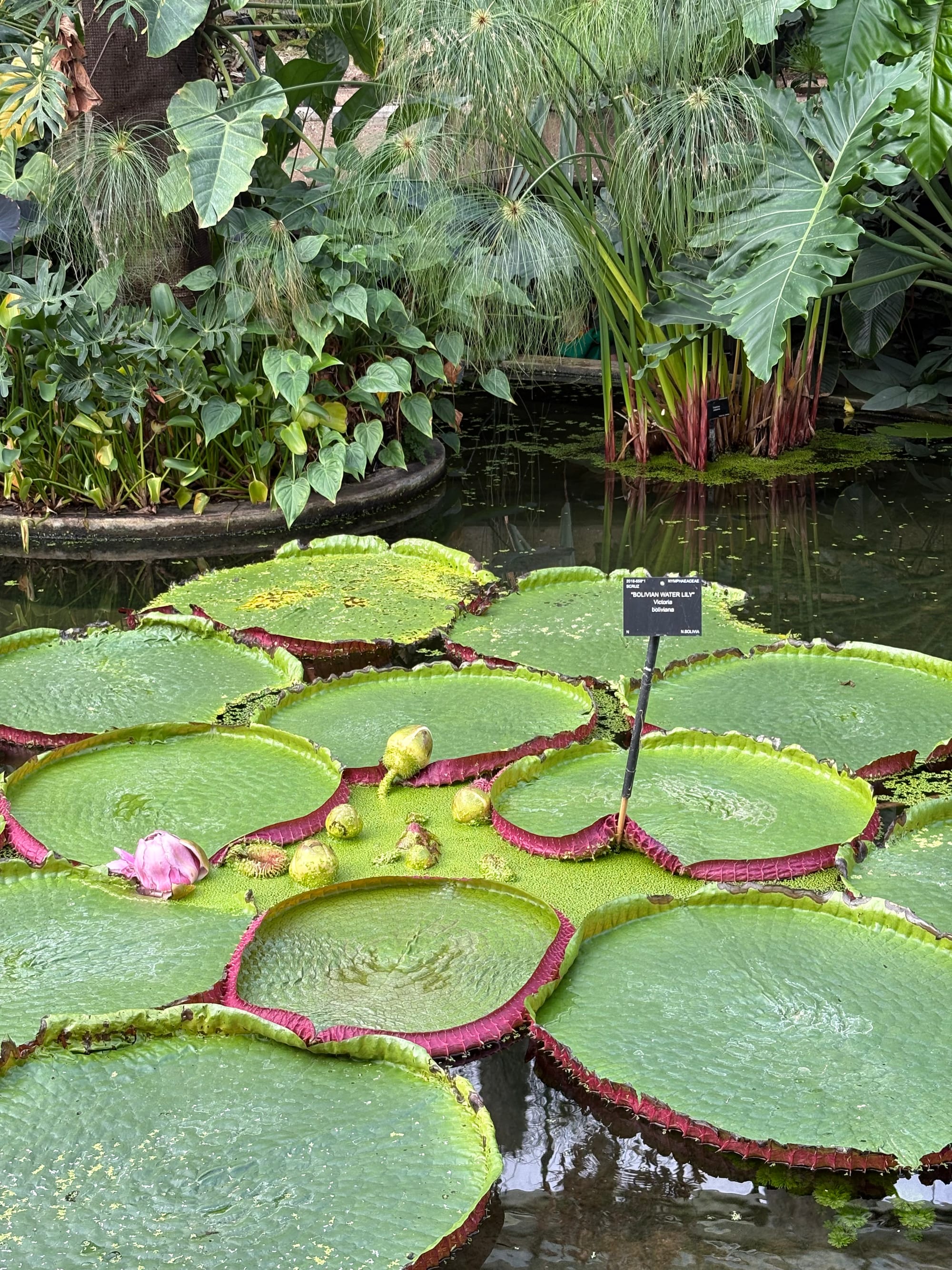 A picture of Bolivian water lily at Kew Gardens