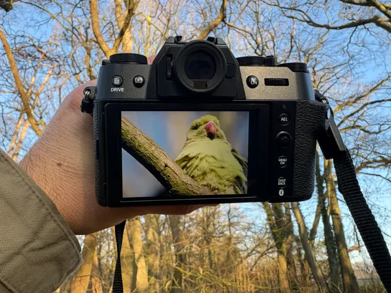 A picture of a FujiFilm XT50 camera and a Ring necked Parakeet on the LCD screen