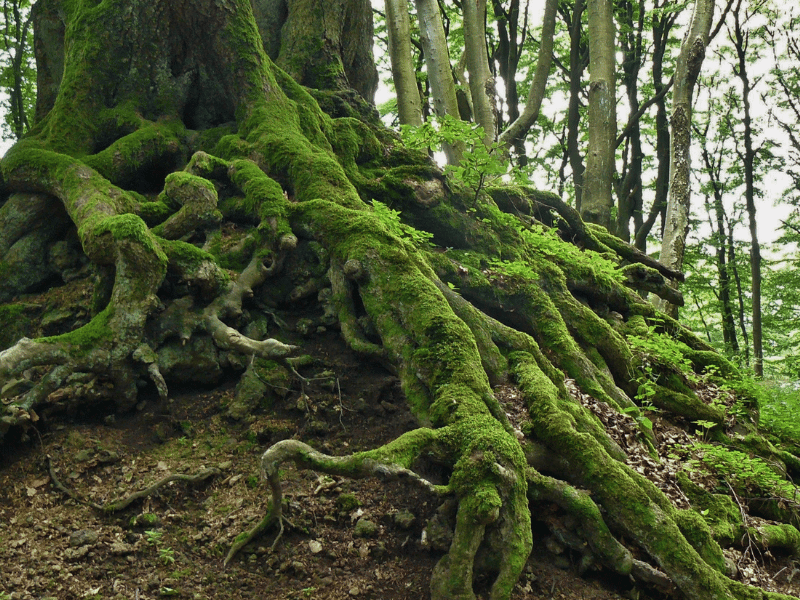 a picture of a tree root